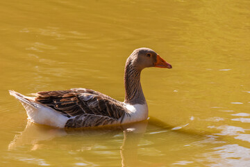 goose on the water