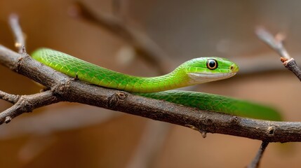 Green snake resting on a tree branch wildlife nature background