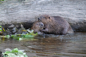 Beavers wrestling in a river © Digital Nature 