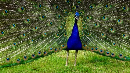 Obraz premium Pfau, männliches Tier in der Balz