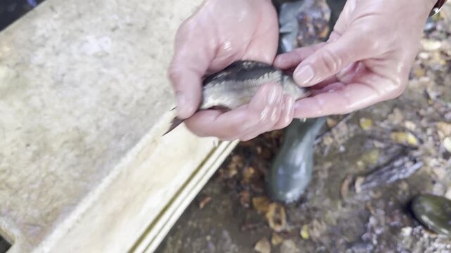 A fish farmer holds a very young carp with beautiful shiny scales, illustrating fish restocking efforts by local fishing associations to preserve aquatic biodiversity.