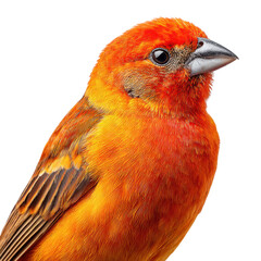 orange bird portrait png vibrant bird png close up bird png songbird png wildlife bird png transparent background image
