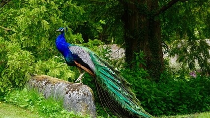 Fototapeta premium Pfau, männliches Tier in der Balz