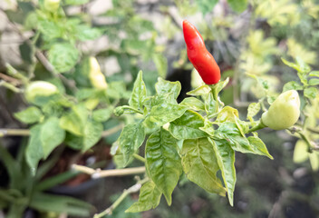 Fresh red chili peppers on green plant. Spicy chili plant growing red hot peppers. Chili peppers ready for harvest on plant. Freshly ripened red chili peppers. Chili plant with vibrant red fruits