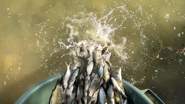 Slow motion Underwater shot of roaches and crucian carps being released from a bucket into a private fishing lake. Young fish come from aquaculture. Educational footage about fish stocking.