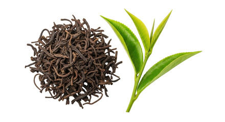 Isolated dry black loose leaf tea pile and fresh green sprouts for flavor and aroma blend