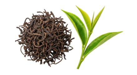 Isolated dry black loose leaf tea pile and fresh green sprouts for flavor and aroma blend