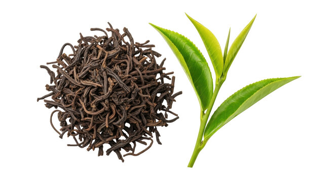 Isolated dry black loose leaf tea pile and fresh green sprouts for flavor and aroma blend