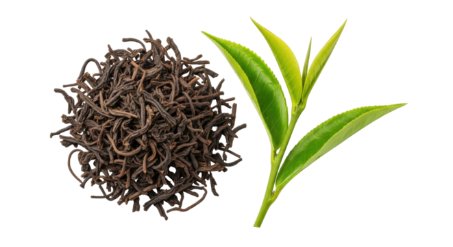 Isolated dry black loose leaf tea pile and fresh green sprouts for flavor and aroma blend