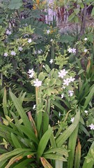 Obraz premium flowers in the garden