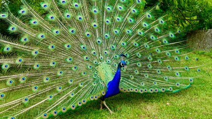 Obraz premium Pfau, männliches Tier in der Balz