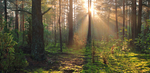 Obraz premium Sunlit Forest Scene | Morning Light Filtering Through Trees