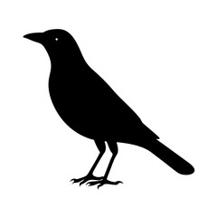 Fototapeta premium Vector art of black bird silhouette, capturing the essence of avian beauty in a simple yet striking visual representation