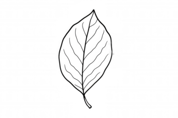 Botanical leaf drawing with veins, simple black line art outline, nature element for a graphic design project