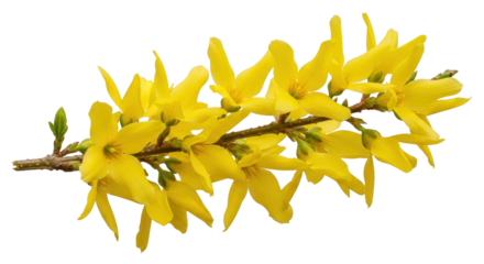 Isolated Forsythia flower branch, yellow blooming spring blossom beauty, close up