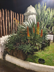 Garden at night