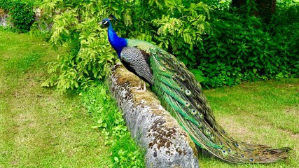 Pfau, m&auml;nnliches Tier in der Balz