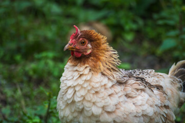 A cream hen spreading her feathers against a lush green background in natural sunlight.