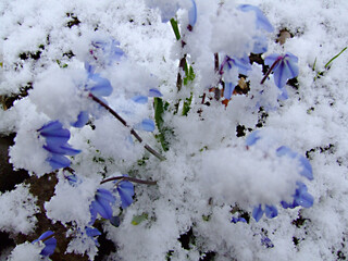 Delicate bluebell flowers covered with fresh snow in early spring, contrasting vivid petals with white frost and symbolizing nature's resilience