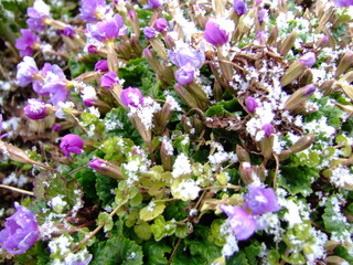 Small purple flowers and green leaves lightly covered with snow, capturing a surprising clash of spring growth and winter weather