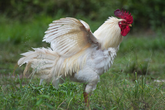White rooster spreading wings energetically with a green natural background in bright sunlight.