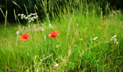 Red Poppy Flowers In Grassy Meadow On A Summer Day