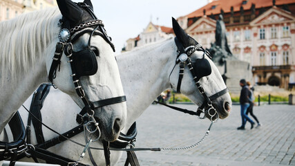 Beautiful Pair Of Horses For A Tourist Ride