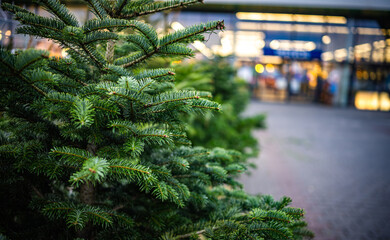 New Year Tree On A Christmas Tree Market