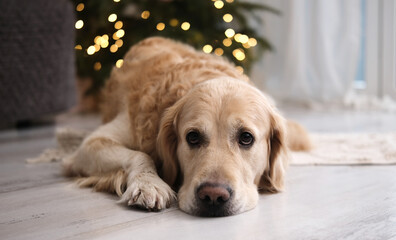 Adorable Golden Retriever Dog Lying On A Floor