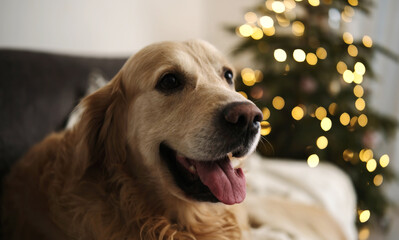 Portrait Of Happy Golden Retriever Dog
