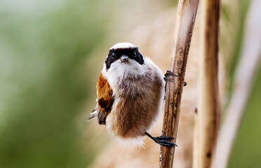 Little Bird Remiz Sits On A Reed