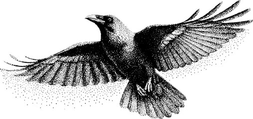 Fototapeta premium Intricate dotwork stippling illustration of a raven with outstretched wings for artistic design