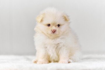 Fluffy white pomeranian spitz puppy on soft surface