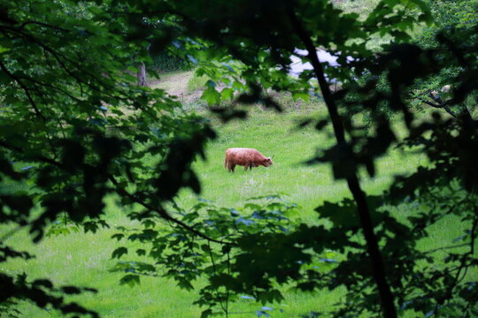Highland cattle Bos taurus grazing in temperate deciduous forest clearing