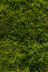 Detailed close-up of lush green grass, perfect for backgrounds, textures, and designs. Ideal for showcasing nature, growth, and outdoor themes.
