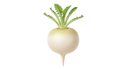 Isolated turnip vegetable with green leaves ready to eat, raw ingredients for vegan meals