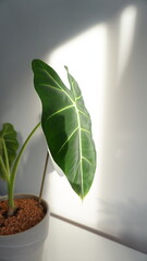 알로카시아 프라이덱 식물