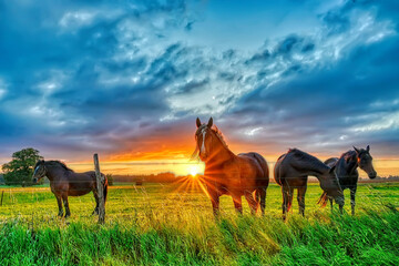 Sonnenaufgang an einer Pferdekoppel in Brandenburg