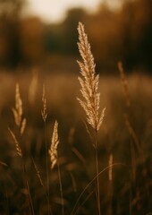Fototapeta premium Golden autumn grass tranquility