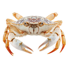 crab png orange claws crab png white crab png marine animal png crustacean png transparent background image
