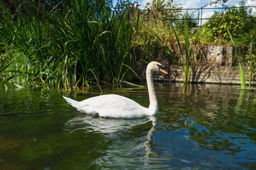 An elegant, majestic Swan and its refection seen in profile from a boat on the River Stour in Canterbury, Kent, UK. There are long grasses along the wooden supports of the riverbank. 
