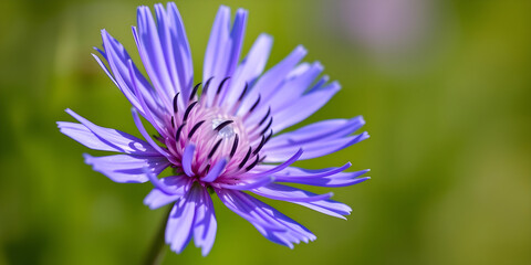 macro photography of a blooming cornflower in blue against a green background on a bright day. Fresh bachelor's button flower in a springtime close up shot with slender purple petals