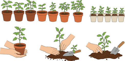 Plant transplanting illustration set, seedling care, gardening steps, hand-drawn vector, white background, agriculture concept, soil preparation, plant growth