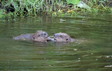 Beavers wrestling in a river