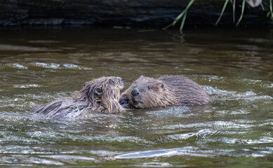 Fototapeta premium Beavers wrestling in a river