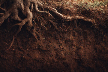 Tree roots intertwine with rich soil, showcasing earthy textures and natural tones