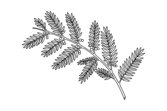 Myrica gale branch with berries outline