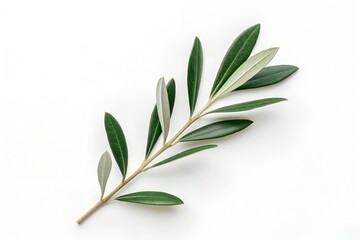 Fototapeta premium Olive Branch with Green Leaves on a White Background Top View Studio Shot