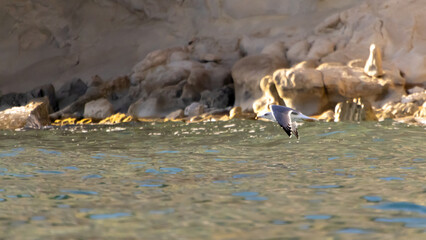Seagull Flying Over Calm Sea Water Near Rocky Shoreline At Dusk
