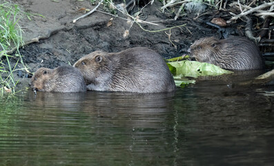 Beaver adult with two kits on the riverbank